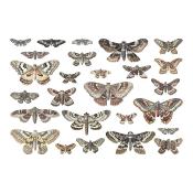 Transparent moths Tim Holtz